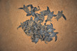 Leatherback sea turtle emergence