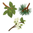 Pine Branch and Christmas Candies