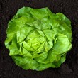lettuce