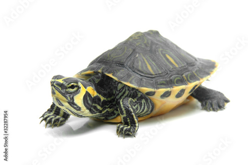 Photo: Tortuga acuatica Tortuga acuatica