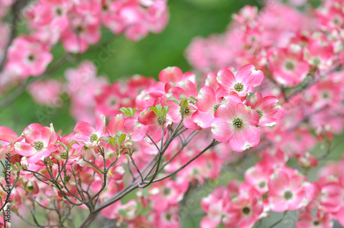 Pink+flowering+dogwood+tree+facts