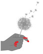 Female hand with dandelion