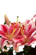 pink lilies isolated on white pink lilies isolated on white