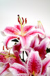 pink lilies over white background pink lilies over white background