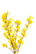 Forsythia