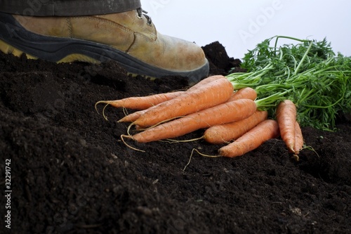 Photo: carotts 2 carotts 2