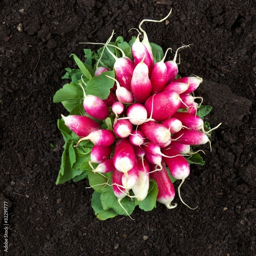 Photo: radish radish