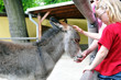 Photo: Streichelzoo Streichelzoo