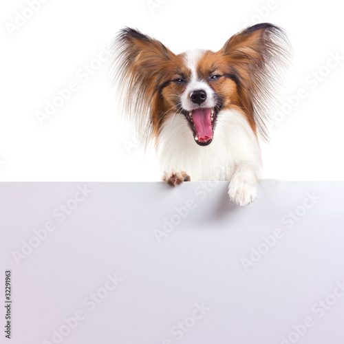 Photo: Papillon Dog Papillon Dog