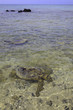 hawaiian green sea turtles swimming near shore in hawaii