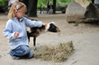Photo: Streichelzoo Streichelzoo