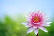 Red lotus on spring background Red lotus on spring background