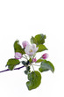 Blooming apple tree