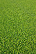 Pistia stratiotes L.