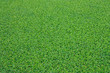 Pistia stratiotes L.