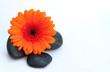 Lavasteine mit Blume orange IV