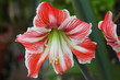 Azucena