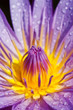 Blue lotus