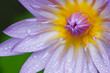 Blue lotus