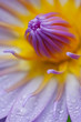 Blue lotus