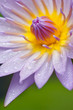 Blue lotus