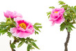 pink peony flower