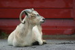Goat