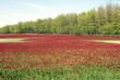Feld mit rotem Klee Feld mit rotem Klee