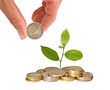 Citrus sapling growing from coins Citrus sapling growing from coins