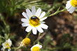 Flower marguerite Cantharis fusca