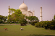 Tadj Mahal Agra India