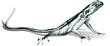 salamander