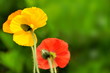 Mohnblüten