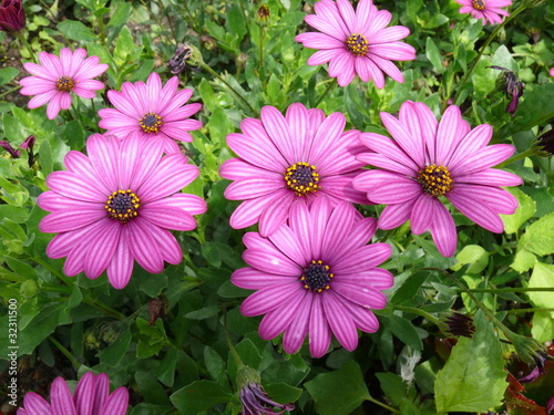 Foto: Kapkörbchen Kapkörbchen