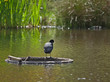 Coot