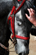 stallion horse