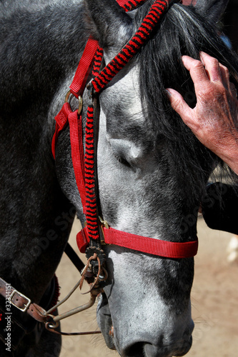 Photo: stallion horse stallion horse