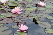 Nymphaea colorata