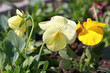 flower of yellow viola