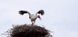 Vogelnest  Storch  © Matthias Buehner