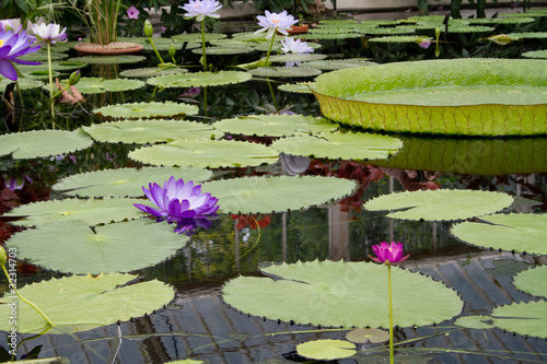 Photo: Lily Pads Lily Pads
