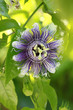 Passiflora vine's bloom