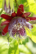 Passiflora vine's bloom
