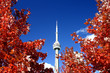 CN Tower and the Fall Colors