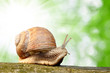 Garden snail (Helix aspersa)
