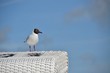Foto: Möwe auf Strandkorb Möwe auf Strandkorb