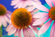 Echinacea - Medizin