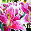 Lilien