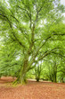 foret du morvan