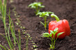Red Capsicum